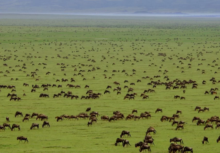 triple-tent-new-banner-shuhudia