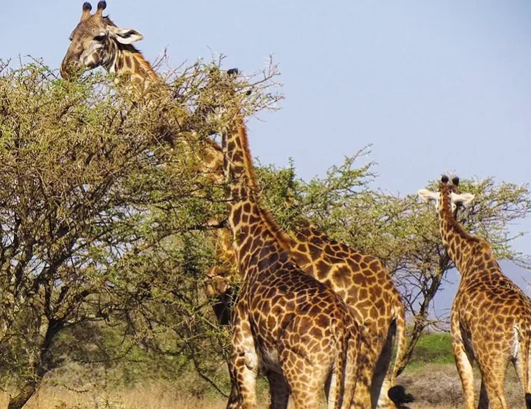 safaris-tents safaris-tents